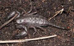 Opisthacanthus validus
