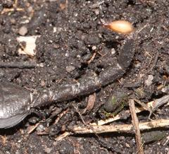 Opisthacanthus validus