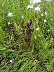 Gentianella auriculata