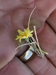 Malacothrix glabrata