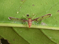 Losbanosia taivaniae