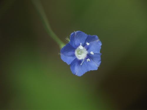 tropical speedwell