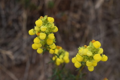 Calceolaria thyrsiflora