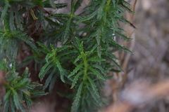 Calceolaria thyrsiflora