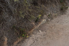 Calceolaria thyrsiflora