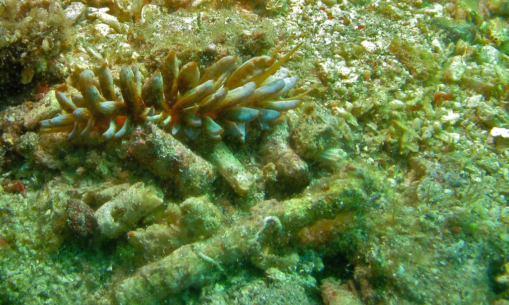 Phyllodesmium kabiranum
