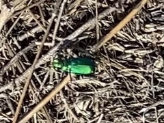 Cicindela