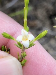 Lachnaea filicaulis