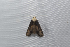 Stictopterinae