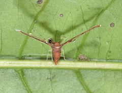 Losbanosia taivaniae