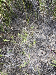 Lachnaea filicaulis