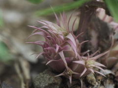 Lepidagathis trinervis