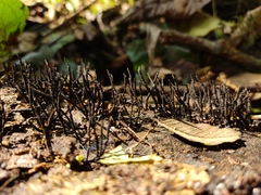 Xylaria multiplex