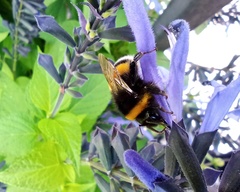 Bombus