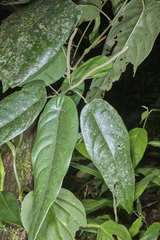 Piper imberbe