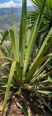 Furcraea andina