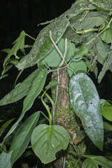 Piper imberbe