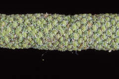 Piper imberbe