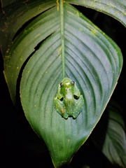 Cochranella euknemos