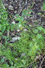 Spergula