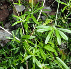 Spergula