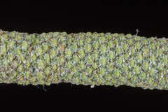 Piper imberbe