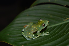 Cochranella euknemos