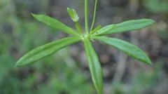 Spergula