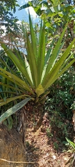 Furcraea andina