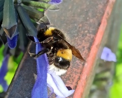 Bombus