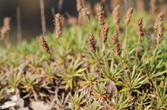 Plantago subulata