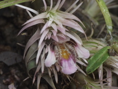 Lepidagathis trinervis