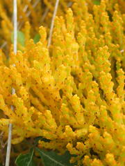 Thesium microcarpum
