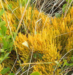 Thesium microcarpum