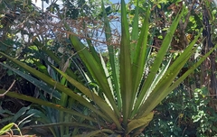 Furcraea andina