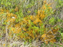 Thesium microcarpum