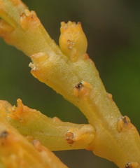 Thesium microcarpum