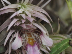 Lepidagathis trinervis