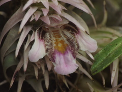 Lepidagathis trinervis