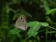 Ypthima huebneri