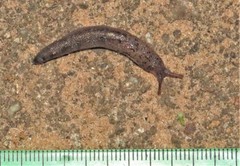 Atoxonoides meridionalis