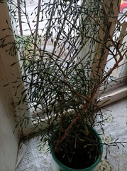 Hatiora salicornoides