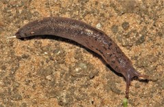 Atoxonoides meridionalis