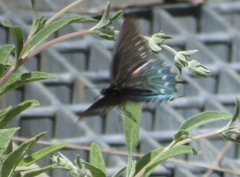 Battus philenor hirsuta