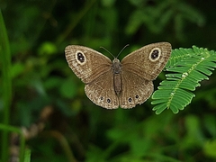 Ypthima huebneri