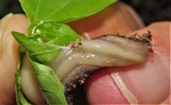Atoxonoides meridionalis