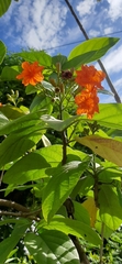 Cordia sebestena