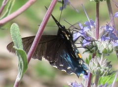 Battus philenor hirsuta