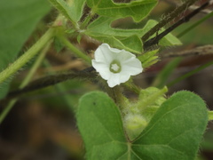 Ipomoea eriocarpa