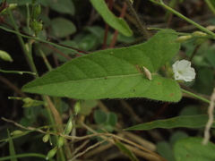 Ipomoea eriocarpa